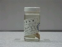 藏品(黑邊鰏)的圖片